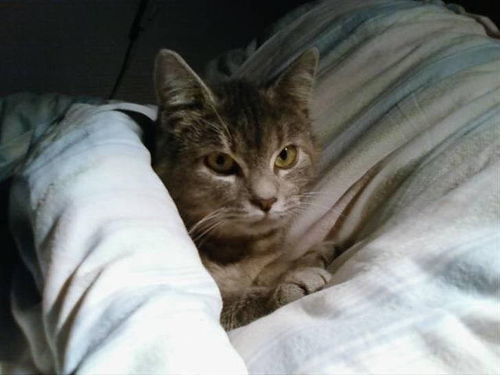 Huskat Felix <3 BORT LØBET billede 7