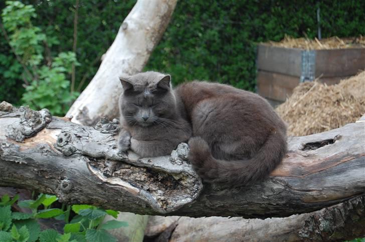 Huskat Isak - hej se mig!!! billede 1