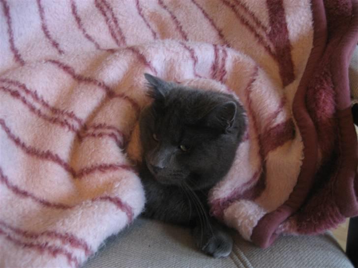 Huskat Isak - orh skønt med en lille en på øjet ;p billede 2