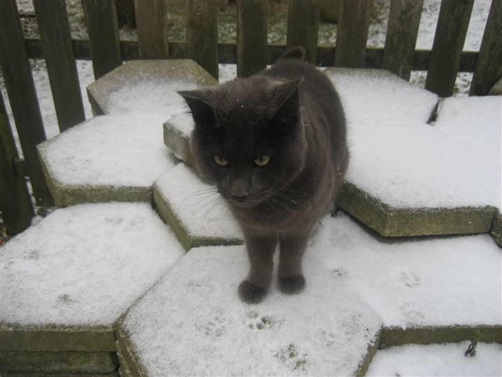 Huskat Isak - lidt kolde sten jeg går ind igen! billede 3