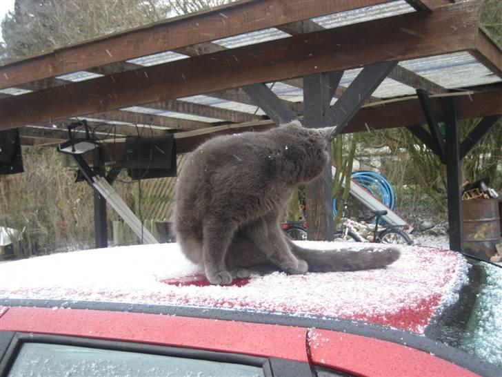 Huskat Isak - uhada god bil! billede 4