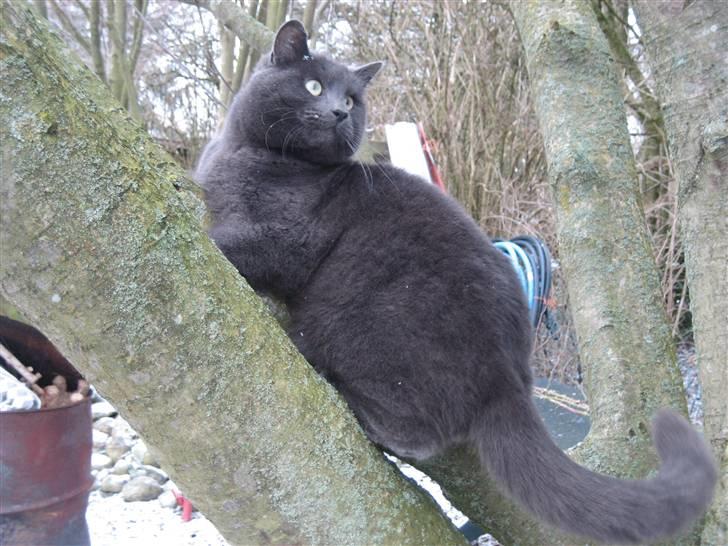 Huskat Isak - sikken god udsikt billede 5