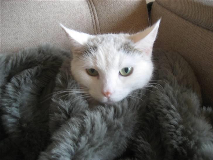 Huskat Isolde - arh dejligt lige at få en til lur  billede 6