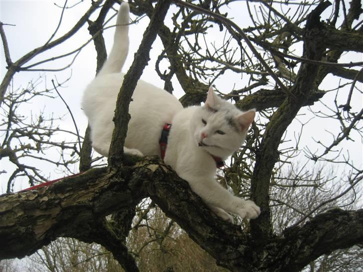 Huskat Isolde - mmm træ smager godt billede 8