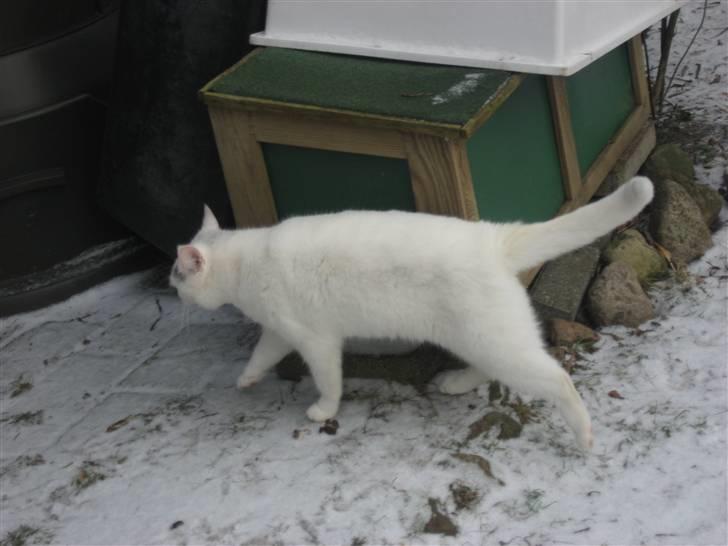 Huskat Isolde - endelig fri!!!!! fra sele billede 9