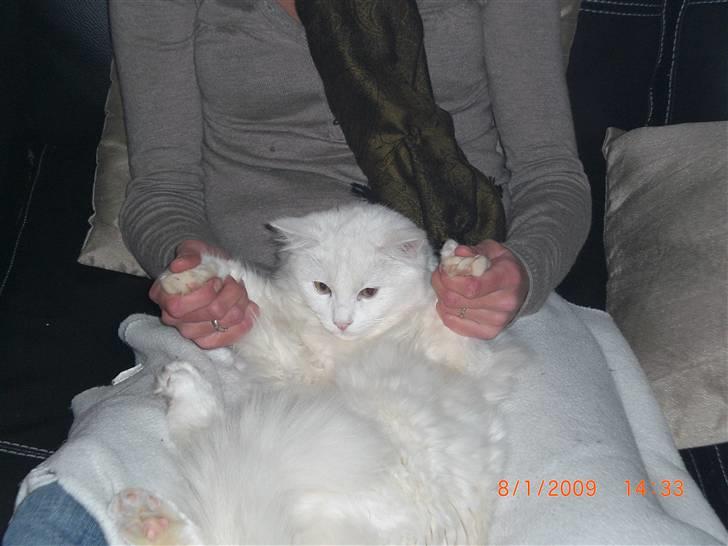 Tyrkisk Angora Shane. - Shane 10 mdr, 5 kg  billede 15