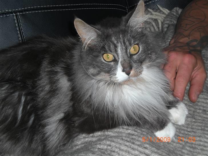 Maine Coon Sian billede 9