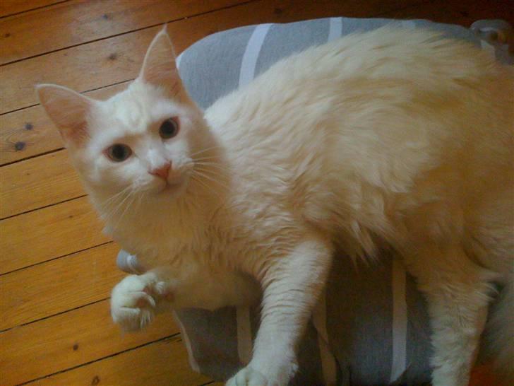 Maine Coon Max billede 10