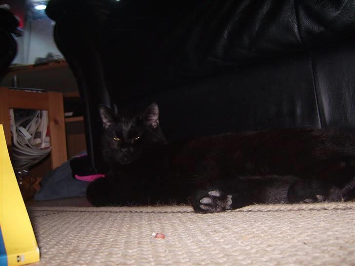 Blanding af racer Tyson billede 13