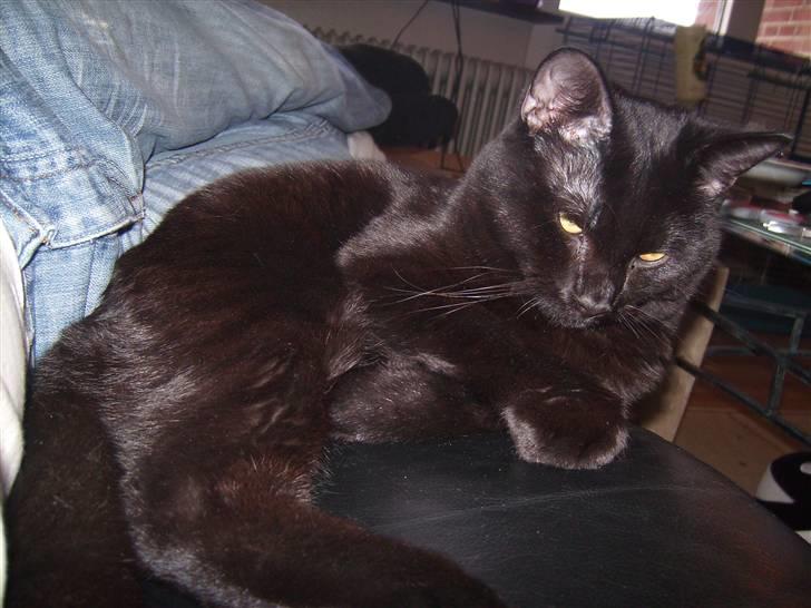 Blanding af racer Tyson billede 14