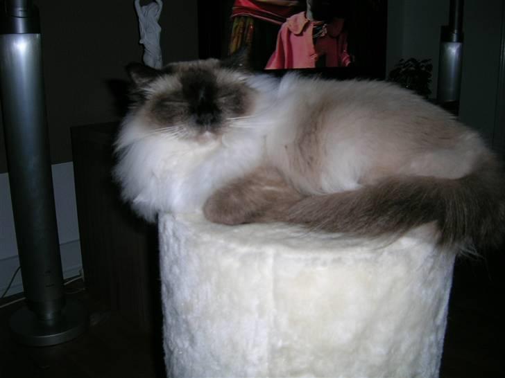 Hellig Birma Avaruna billede 3