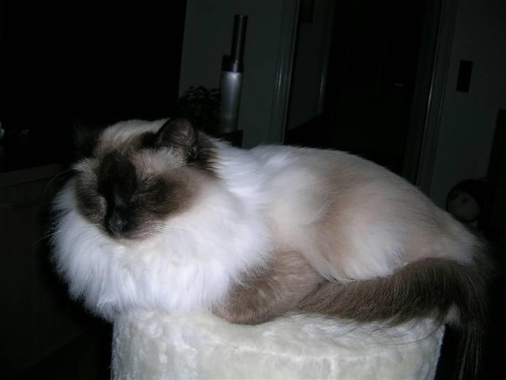 Hellig Birma Avaruna billede 4