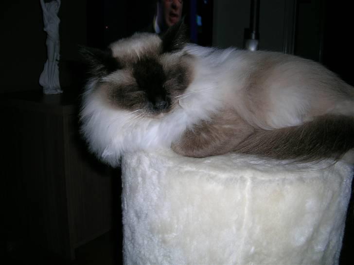 Hellig Birma Avaruna billede 5