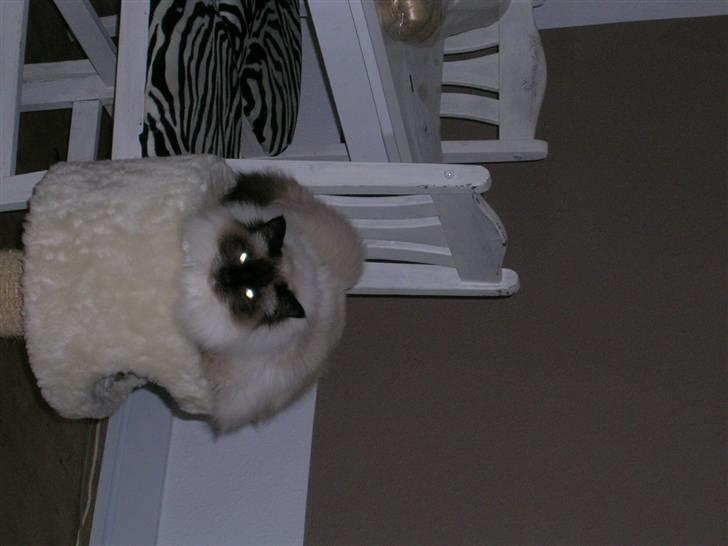 Hellig Birma Avaruna billede 6