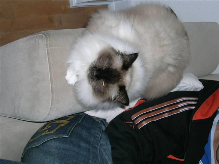 Hellig Birma Avaruna billede 7