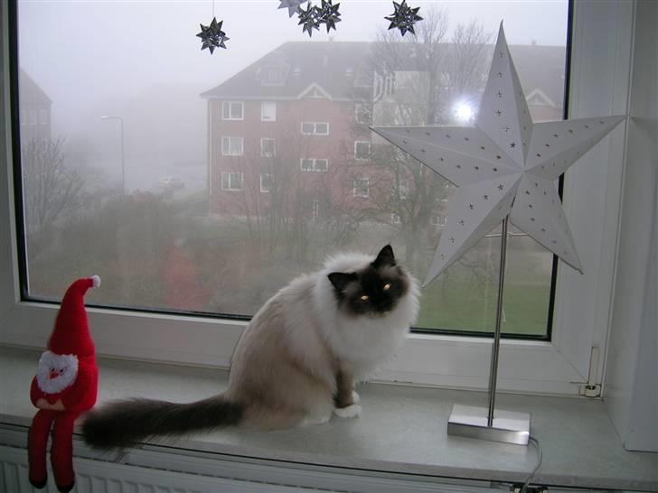 Hellig Birma Avaruna billede 8