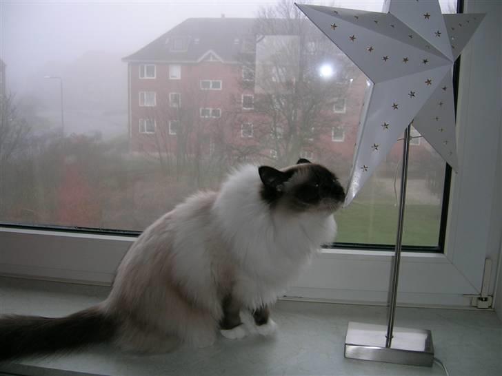 Hellig Birma Avaruna billede 9