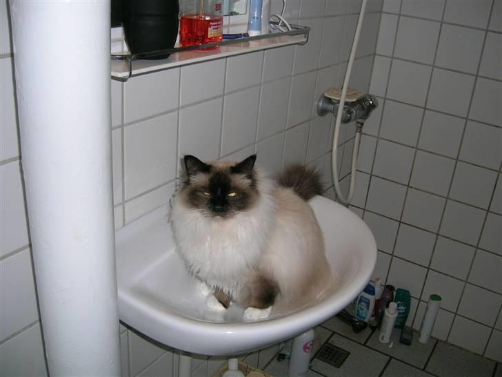 Hellig Birma Avaruna billede 10