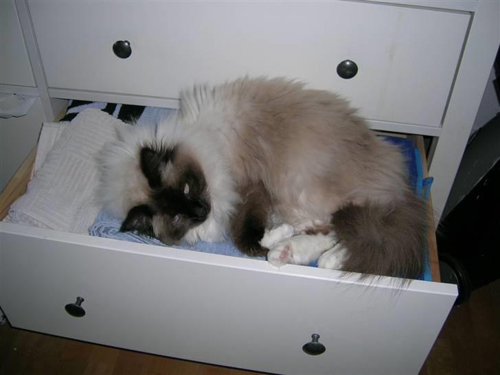 Hellig Birma Avaruna billede 11