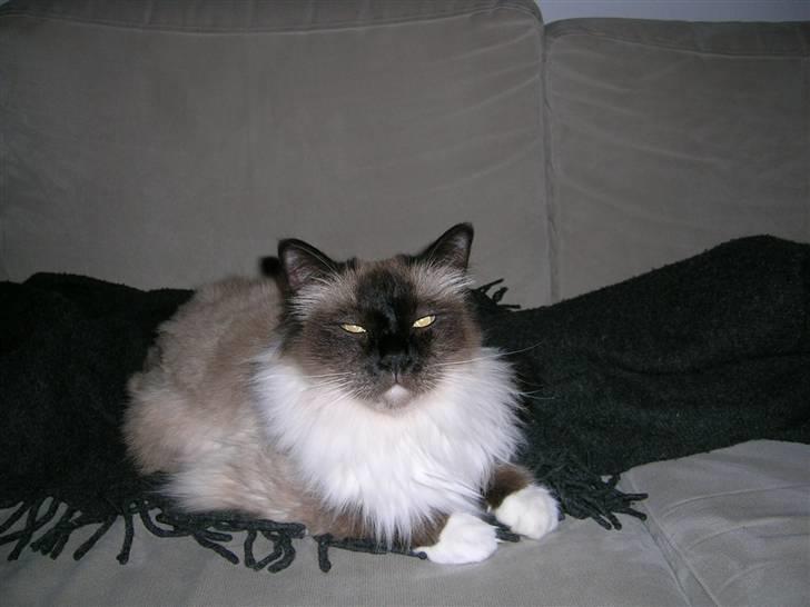 Hellig Birma Aviaaja billede 5