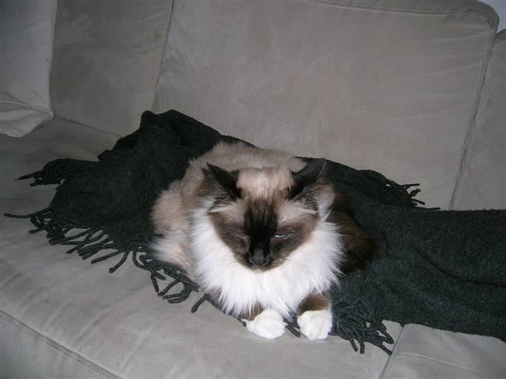 Hellig Birma Aviaaja billede 6