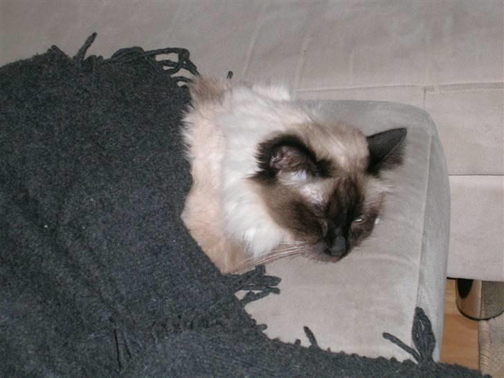 Hellig Birma Aviaaja billede 7