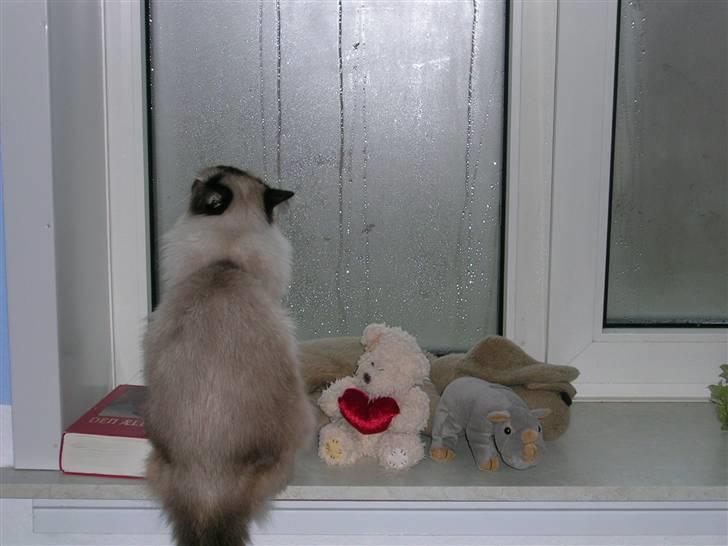 Hellig Birma Aviaaja billede 8