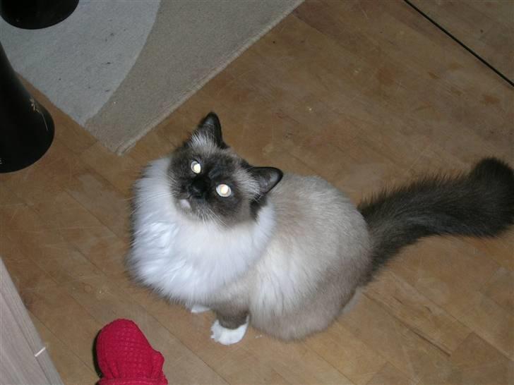 Hellig Birma Aviaaja billede 9