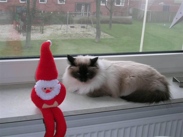 Hellig Birma Aviaaja billede 10