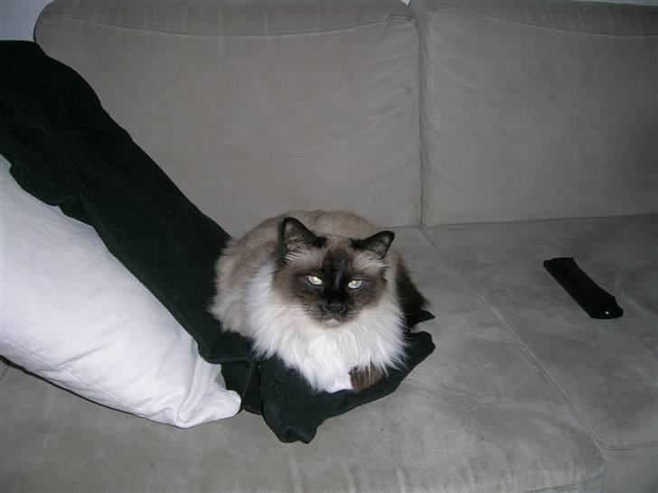 Hellig Birma Aviaaja billede 11