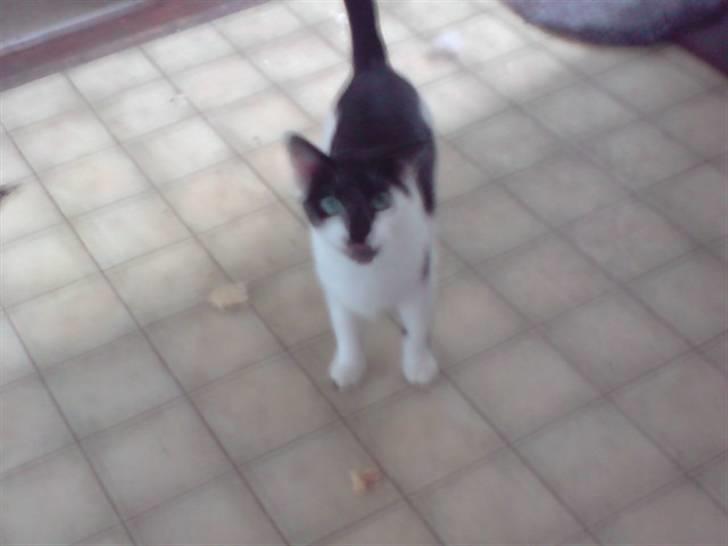 Huskat Berta R.I.P.  billede 1