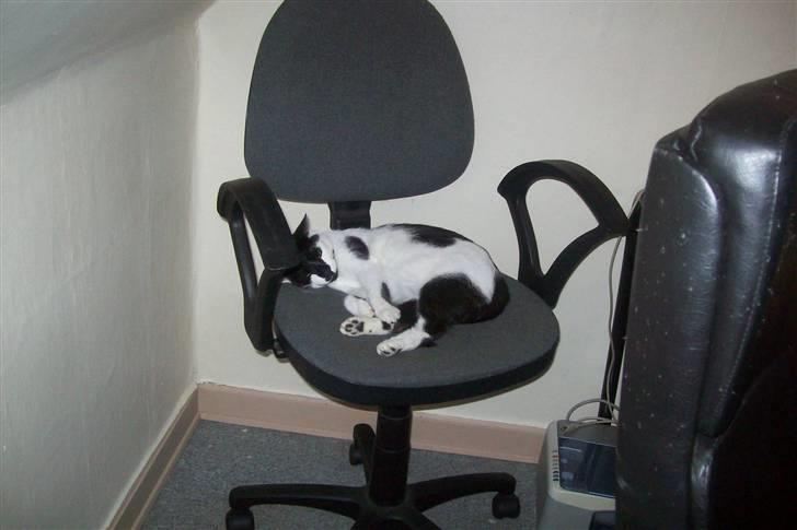 Huskat Berta R.I.P.  billede 2