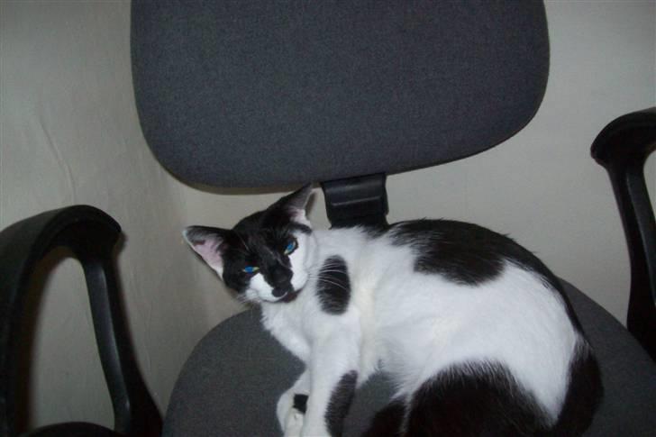 Huskat Berta R.I.P.  billede 3