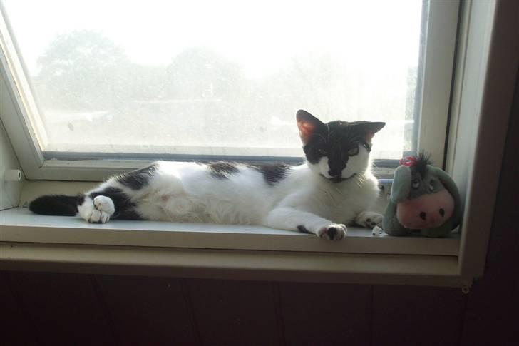 Huskat Berta R.I.P.  billede 4