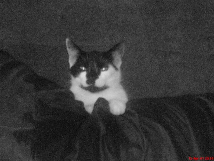 Huskat Berta R.I.P.  billede 5