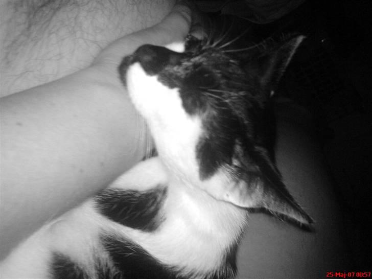 Huskat Berta R.I.P.  billede 6