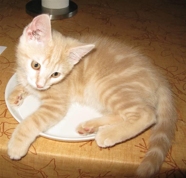 Blanding af racer Josefine - Skønne Josefine billede 1