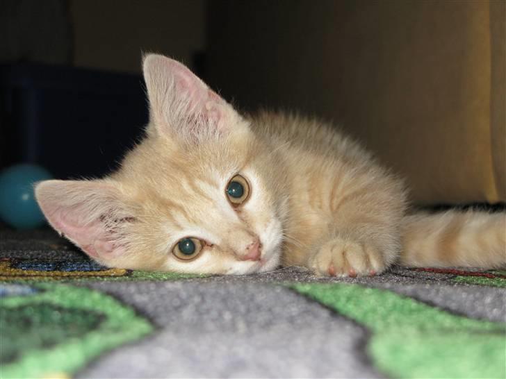 Blanding af racer Josefine - Jeg er lidt lækker.... billede 2