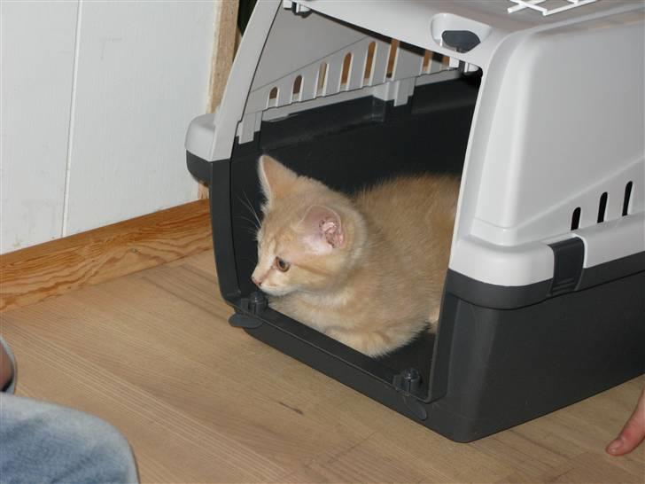 Blanding af racer Josefine - Nå, så det er mit nye hjem......hmmm billede 3