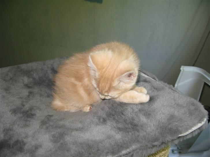 Blanding af racer Josefine billede 4