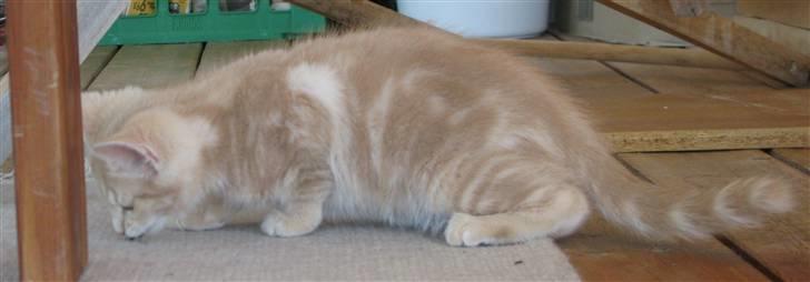 Blanding af racer Josefine - uhmmm, min første flue billede 6