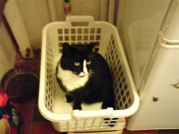 Huskat Allan - Allan i en vasketøjskurv? q; Jeg tror ikke han er helt sikker på om han må eller ej x´D billede 1