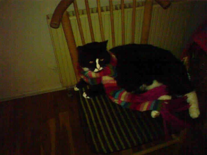 Huskat Allan - Allan .. med halstørklæde på? x´D Det er han ikke 100% tilfreds med. billede 2