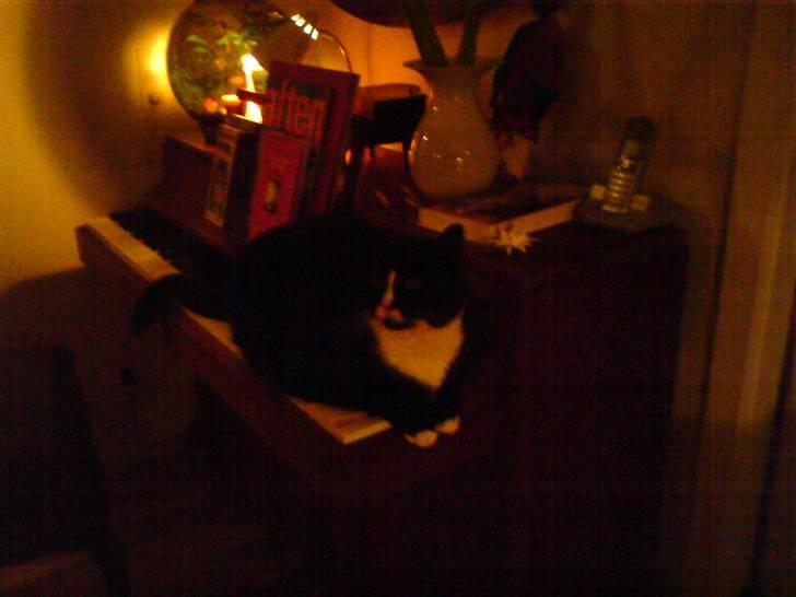 Huskat Allan - Allan på klaveret.. Det kan skam godt larme, RIGTIG meget x´D billede 3