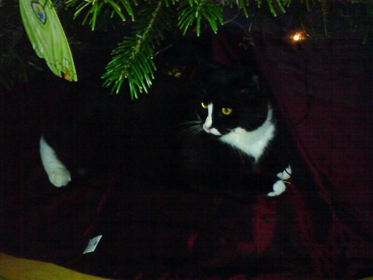 Huskat Allan - Allan.. under juletræet, 2007 x´D billede 4