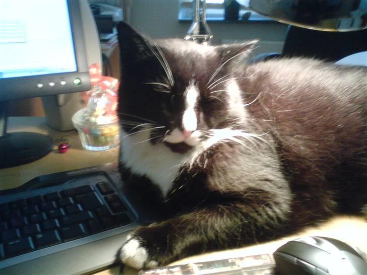 Huskat Allan - Så ligger man lige og sover lidt, foran computeren q; billede 5