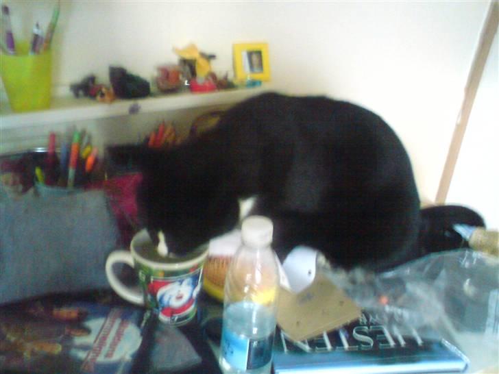 Huskat Allan - Allan, er du sikker på at du må det? oO DET TROR JEG NOK IKKE LIGE! X´D billede 6