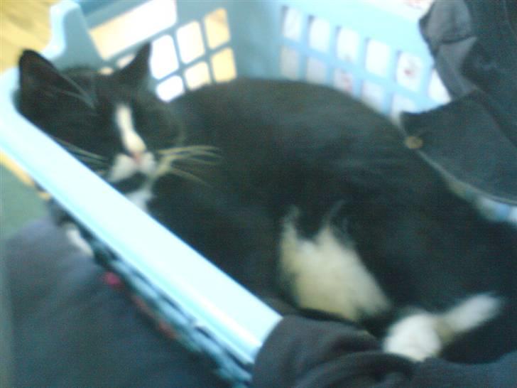 Huskat Allan - Han er simpelthen faldet i søvn, i vasketøjskurven q; billede 7