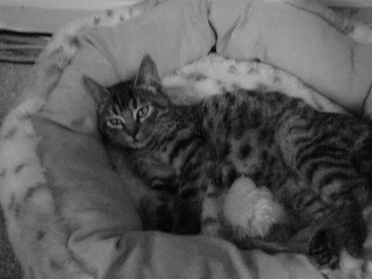 Huskat Misty billede 1