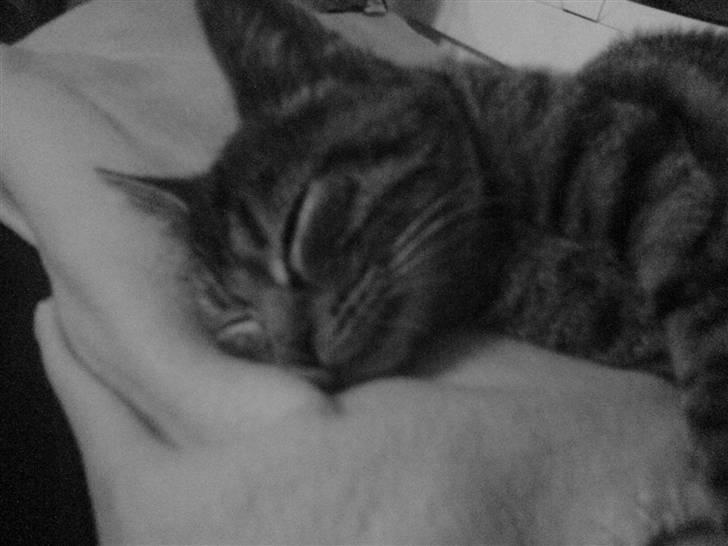 Huskat Misty billede 2